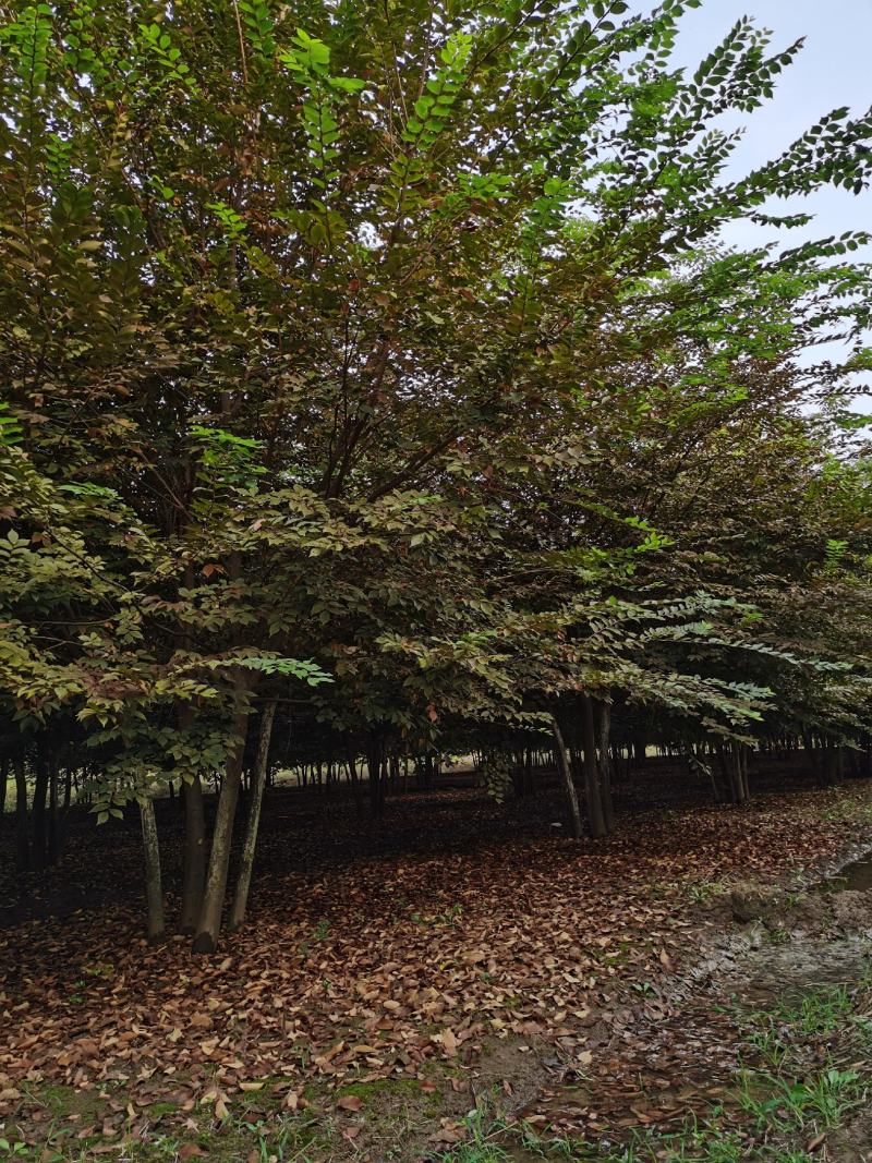 基地出售丛生榉树，多杆丛生榉树，拼栽丛生，原生丛生榉树