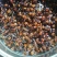 金环丶黑尾胡蜂活体泡酒