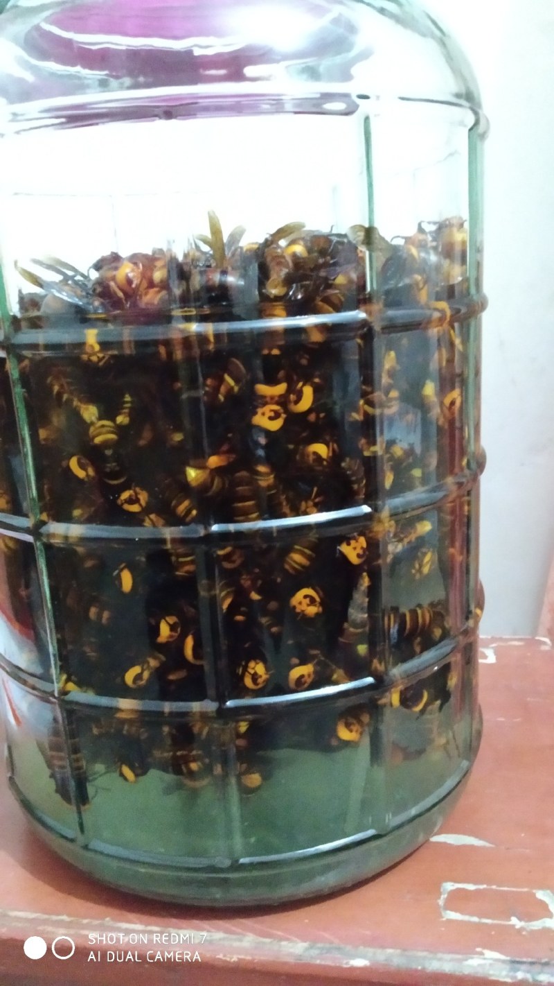 金环丶黑尾胡蜂活体泡酒