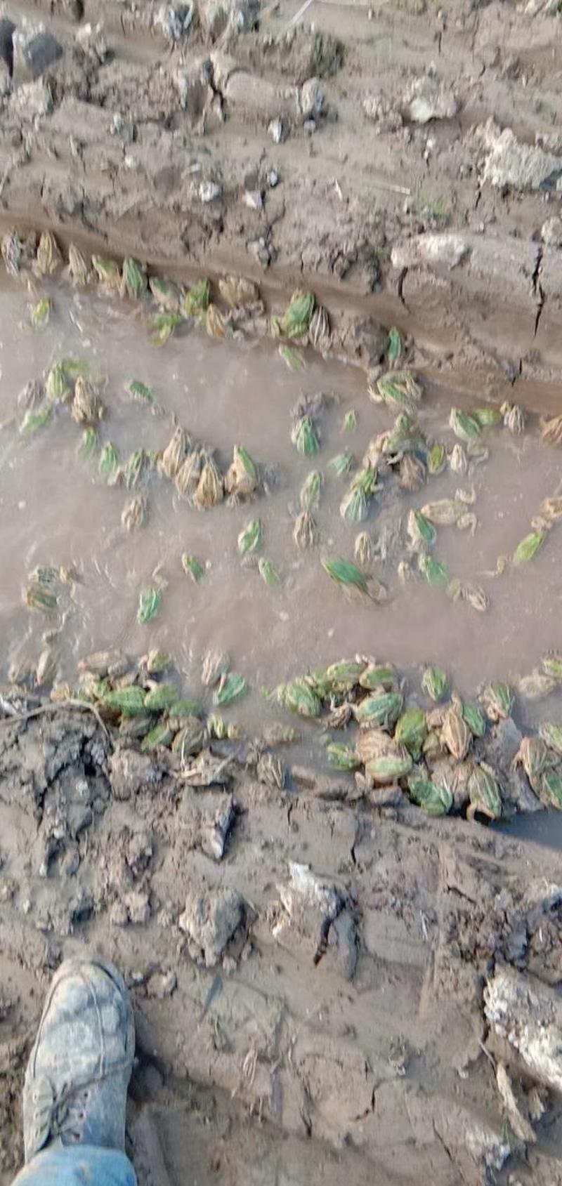 黑斑蛙蝌蚪，苗子，种蛙，商品蛙，卵块，圆头苗，绿豆苗
