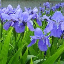 蓝花鸢尾种子兰蓝蝴蝶鸽子花燕尾盆栽中国鸢尾沃美鸢尾花种籽