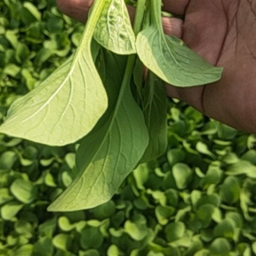 精品鸡毛菜，价格美丽，量大从优。