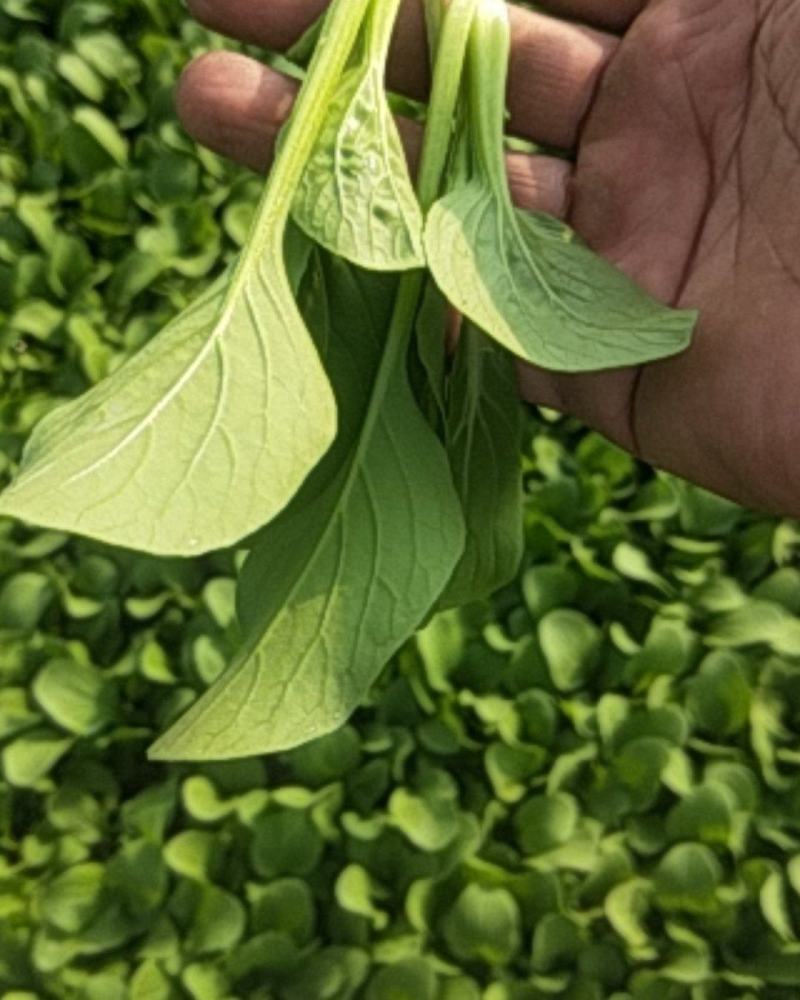 精品鸡毛菜，价格美丽，量大从优。