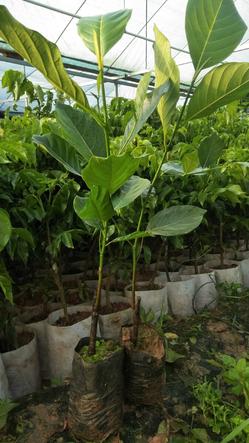 波罗蜜苗一号菠萝蜜嫁接苗易成活质量保障视频看货