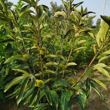 基地出售优质栗子树苗，嫁接大红袍栗子树，规格齐全，挂果多