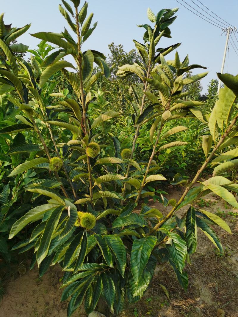 基地出售优质栗子树苗，嫁接大红袍栗子树，规格齐全，挂果多