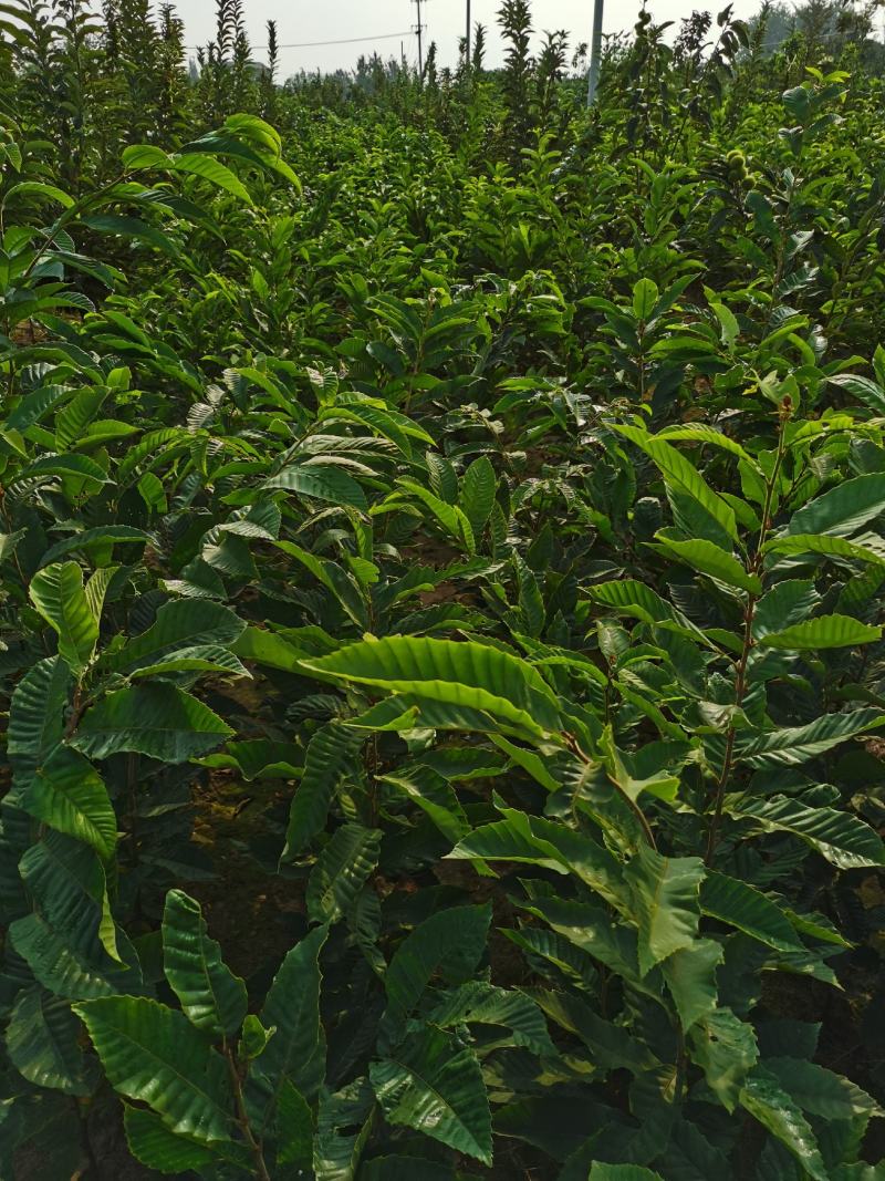 基地出售优质栗子树苗，嫁接大红袍栗子树，规格齐全，挂果多