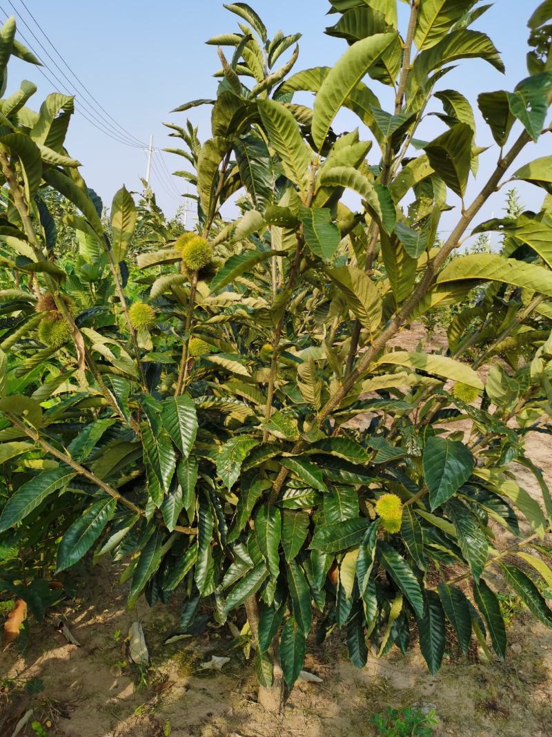 基地出售优质栗子树苗，嫁接大红袍栗子树，规格齐全，挂果多