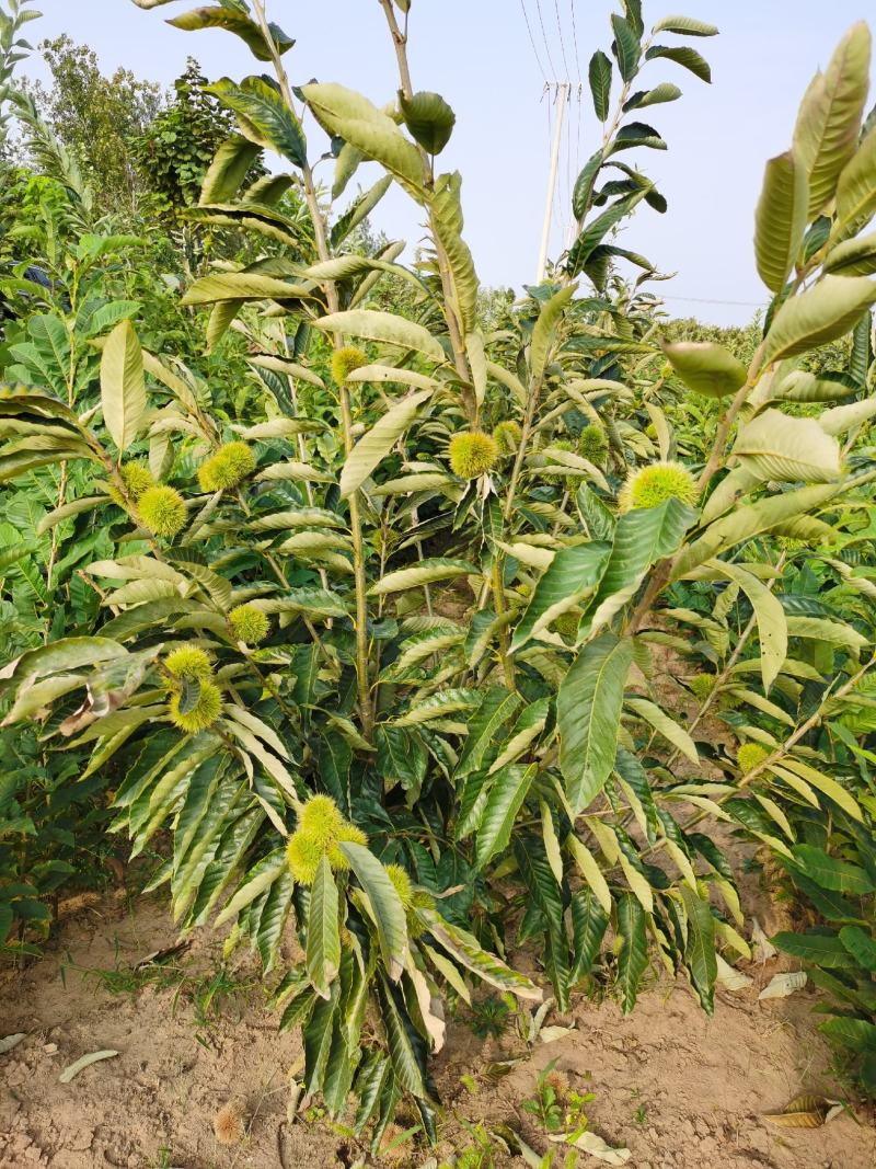 基地出售优质栗子树苗，嫁接大红袍栗子树，规格齐全，挂果多