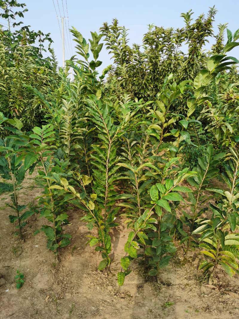 基地出售优质栗子树苗，嫁接大红袍栗子树，规格齐全，挂果多