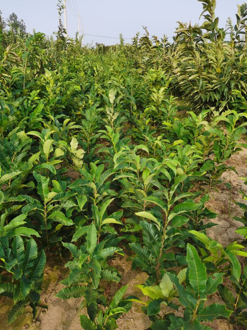 基地出售优质栗子树苗，嫁接大红袍栗子树，规格齐全，挂果多