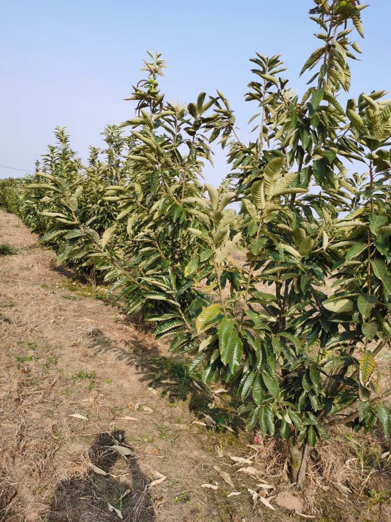 基地出售优质栗子树苗，嫁接大红袍栗子树，规格齐全，挂果多