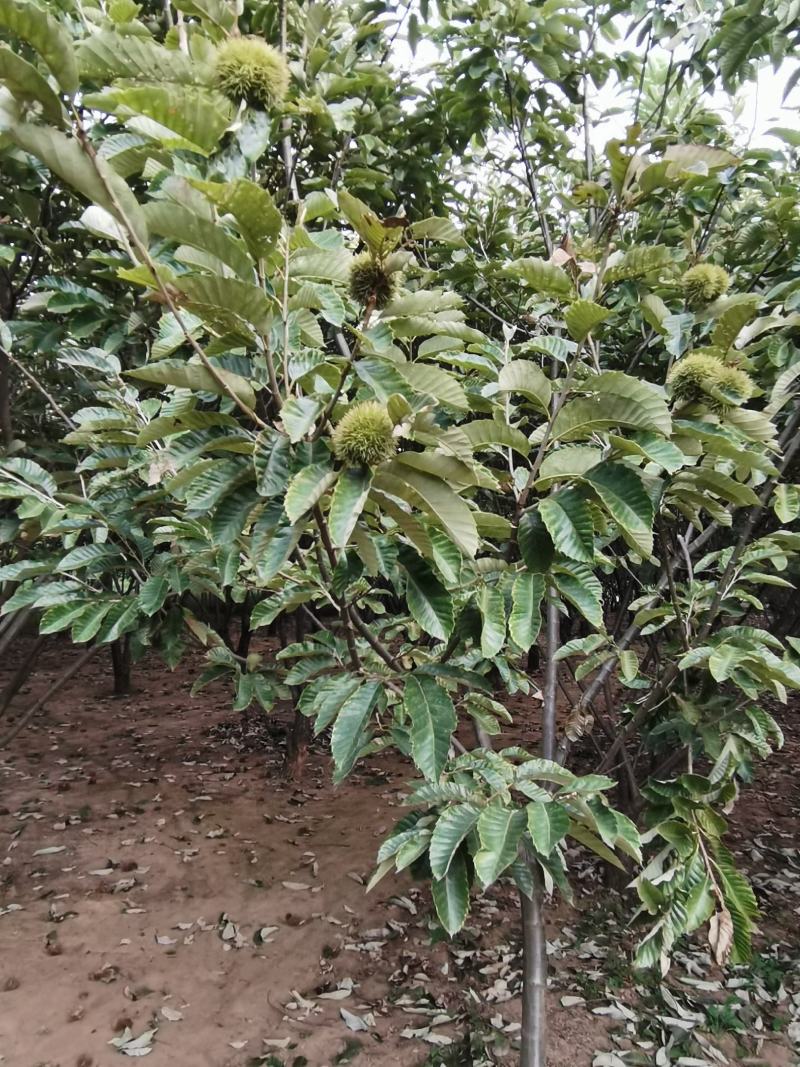 基地出售优质栗子树苗，嫁接大红袍栗子树，规格齐全，挂果多