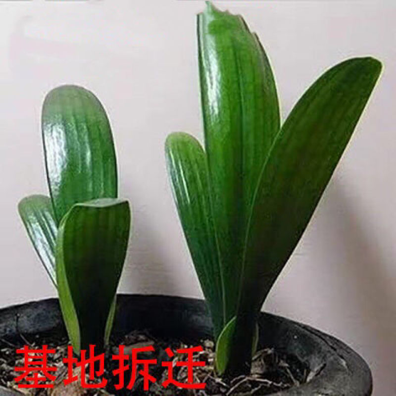 【基地直供】室内花卉君子兰花苗盆栽桌面植物当年开花全国发