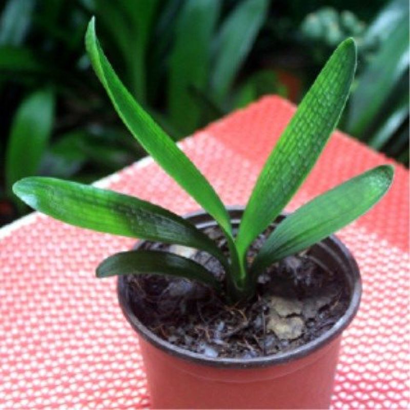 【基地直供】室内花卉君子兰花苗盆栽桌面植物当年开花全国发