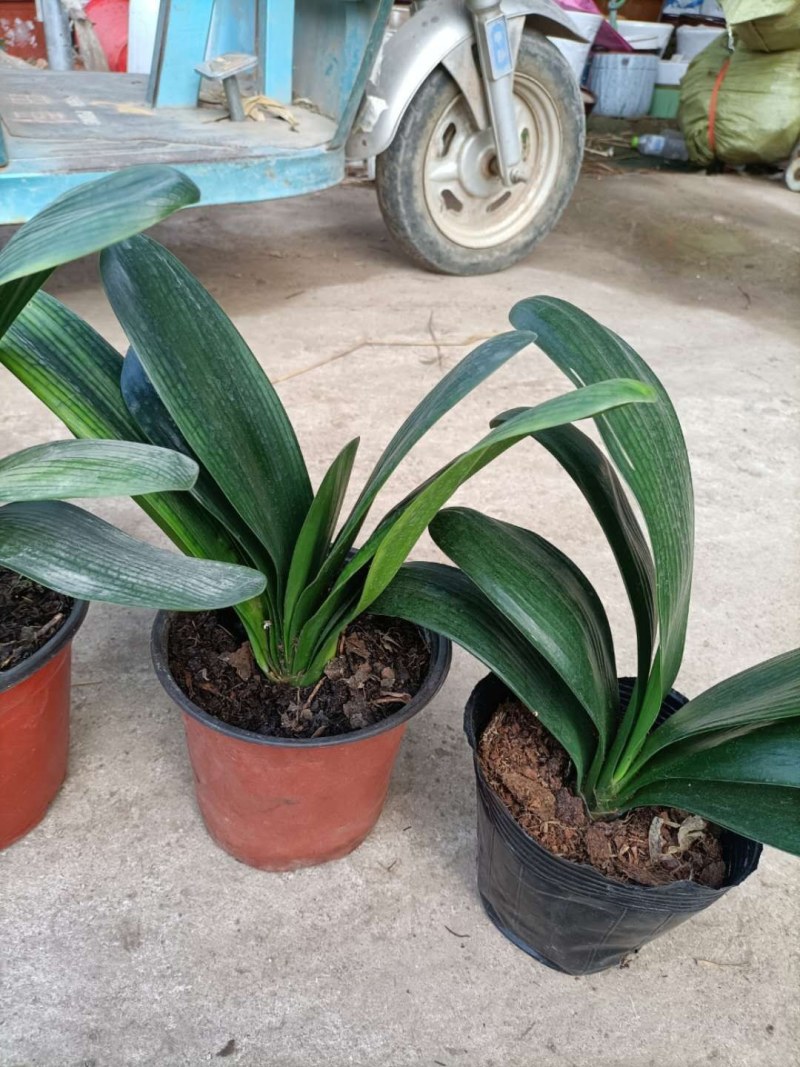 【基地直供】室内花卉君子兰花苗盆栽桌面植物当年开花全国发