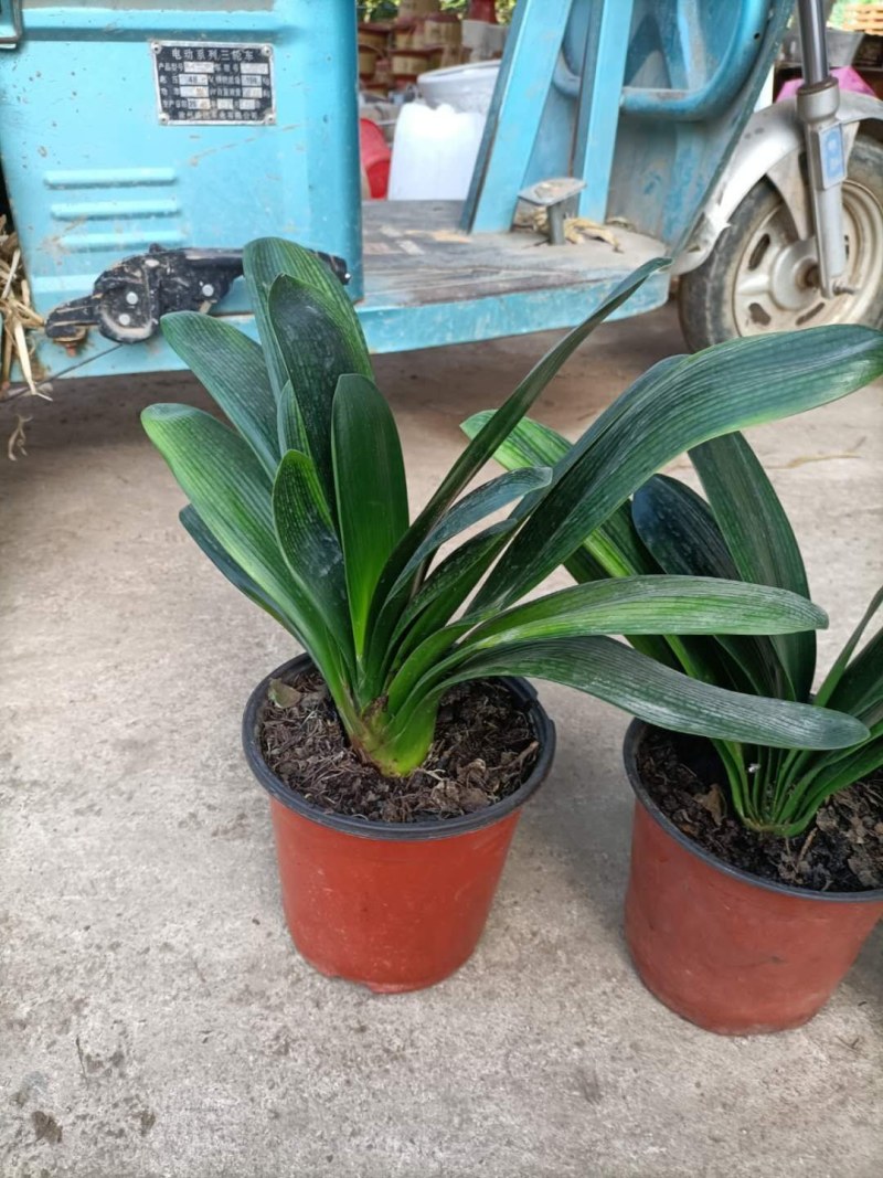 【基地直供】室内花卉君子兰花苗盆栽桌面植物当年开花全国发