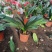 【基地直供】室内花卉君子兰花苗盆栽桌面植物当年开花全国发