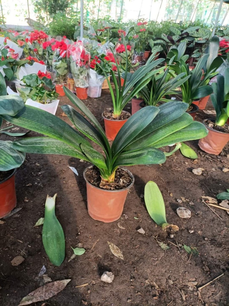 【基地直供】室内花卉君子兰花苗盆栽桌面植物当年开花全国发