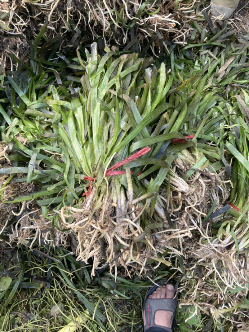 狐尾藻，马来眼子菜，龙须眼子菜，黑藻
