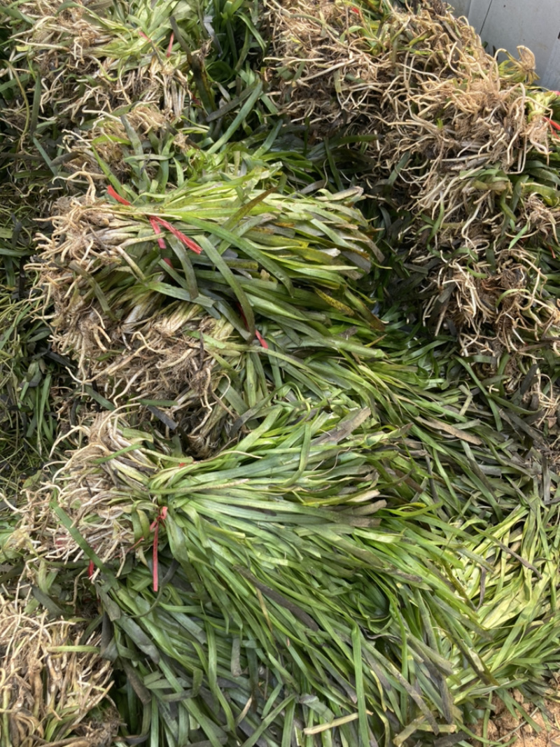 狐尾藻，马来眼子菜，龙须眼子菜，黑藻