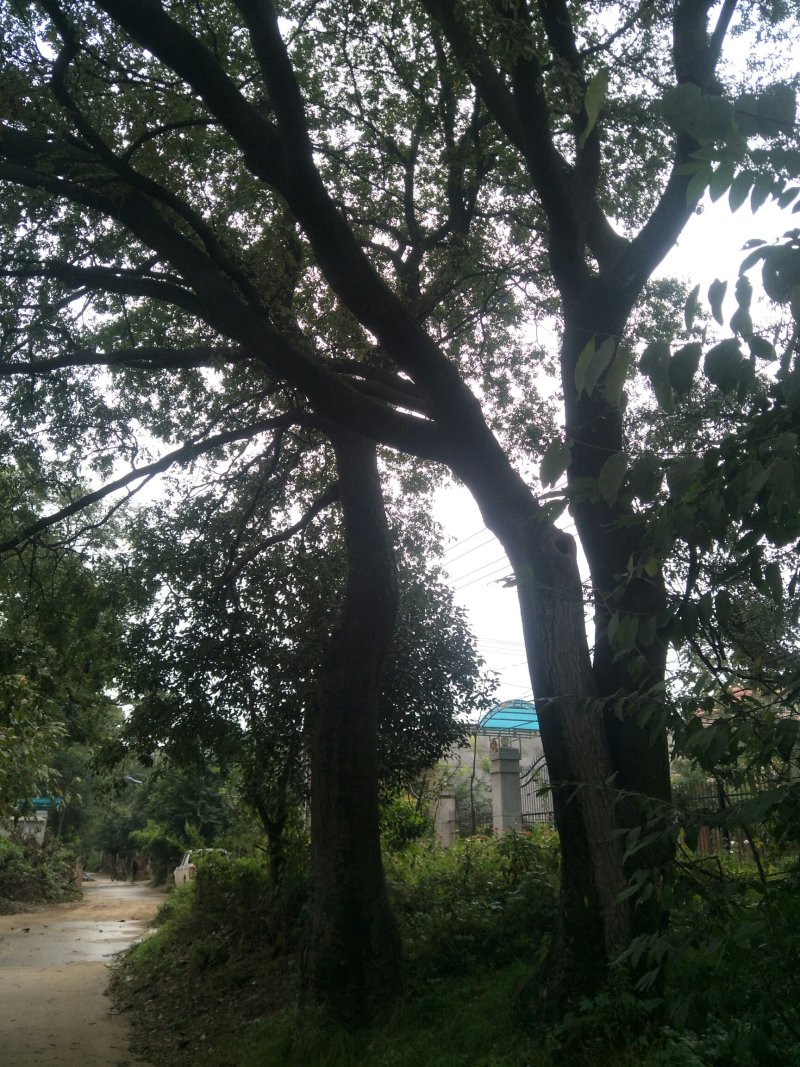 皂角树