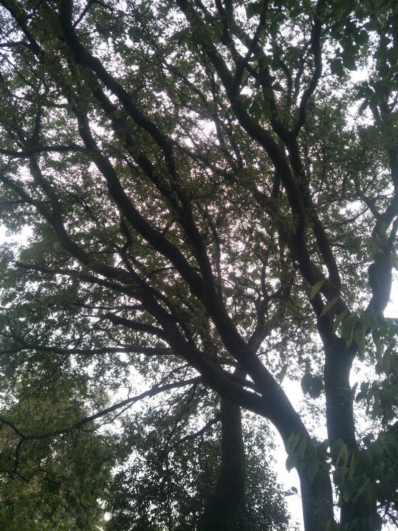 皂角树