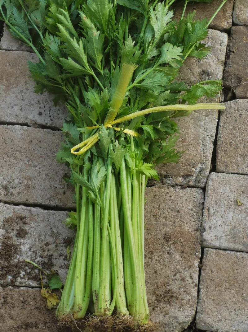 大棚香芹，鲜绿，2021年上市，地头装车