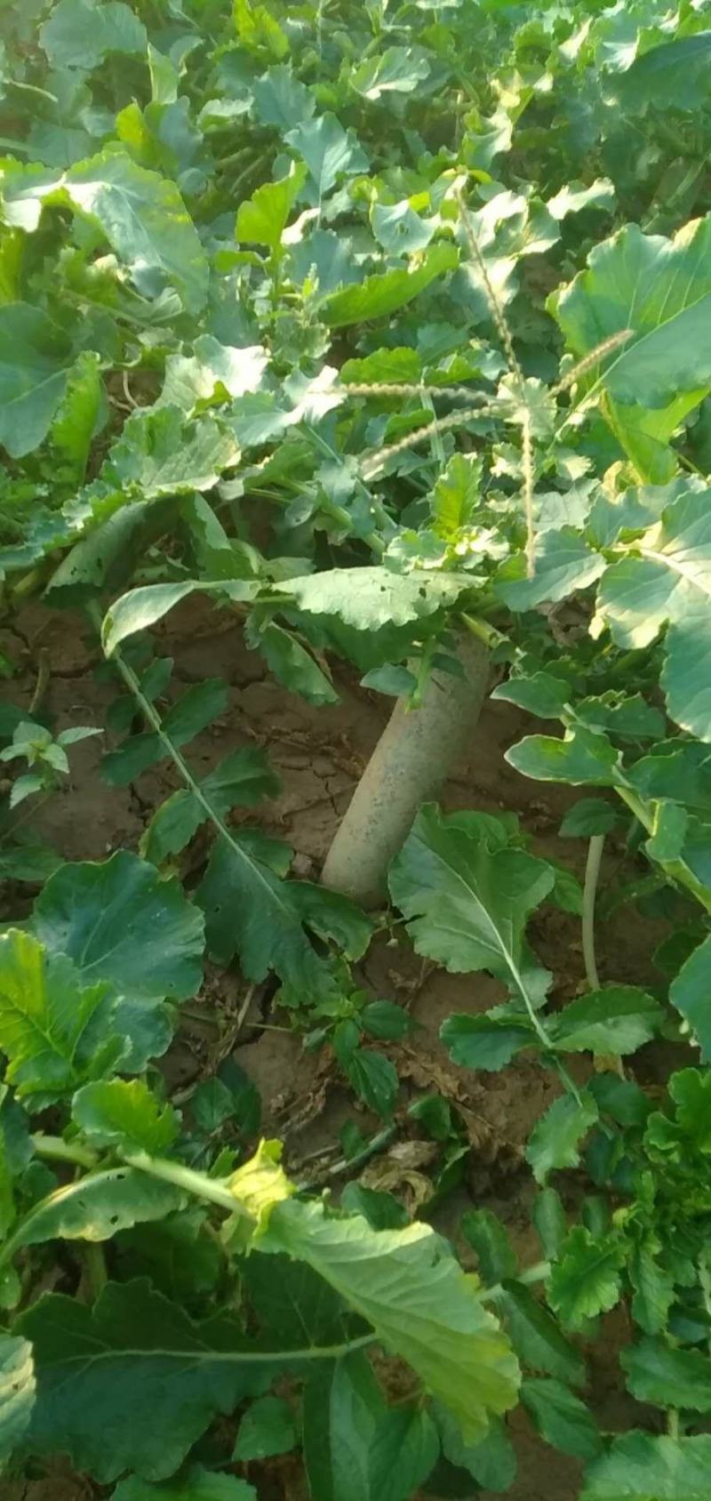 山东潍坊正宗潍县水果青萝卜，大量上市，一手货源
