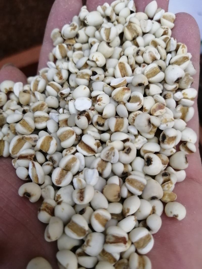 薏仁米薏苡仁薏米云南薏仁米大货批发