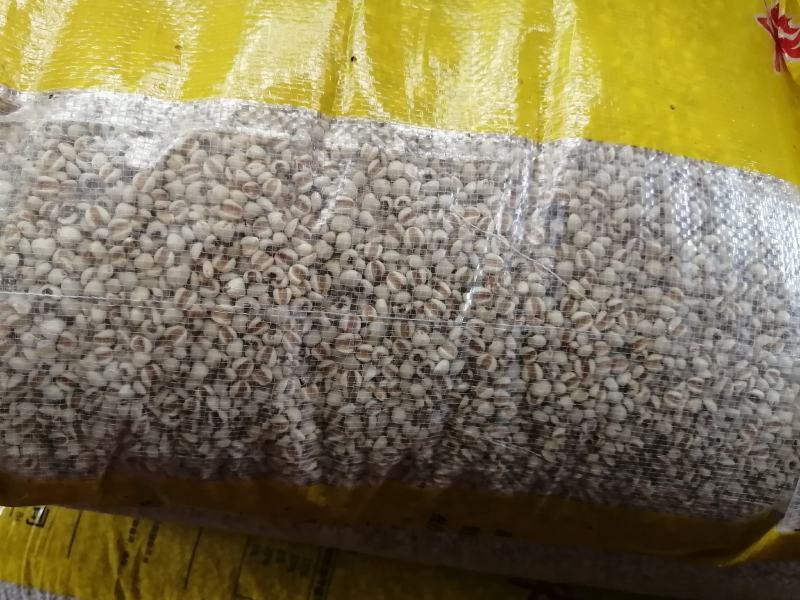 薏仁米薏苡仁薏米云南薏仁米大货批发