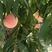 金秋红蜜桃树苗3公分桃树苗当年挂果嫁接桃树