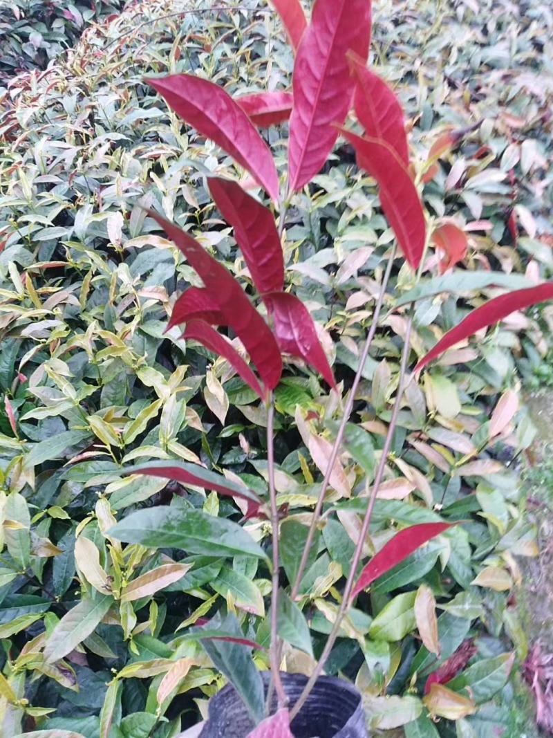 红背桂大小桂花规格齐全成都温江基地供应量大