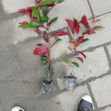 红背桂大小桂花规格齐全成都温江基地供应量大