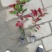 红背桂大小桂花规格齐全成都温江基地供应量大