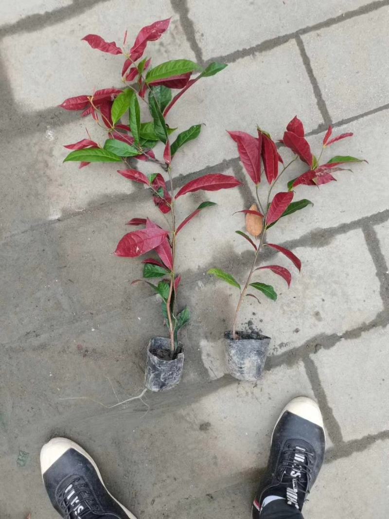 红背桂大小桂花规格齐全成都温江基地供应量大