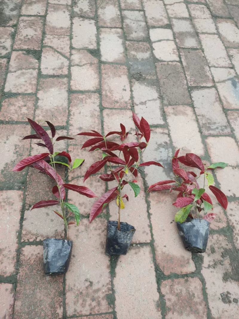 红背桂大小桂花规格齐全成都温江基地供应量大