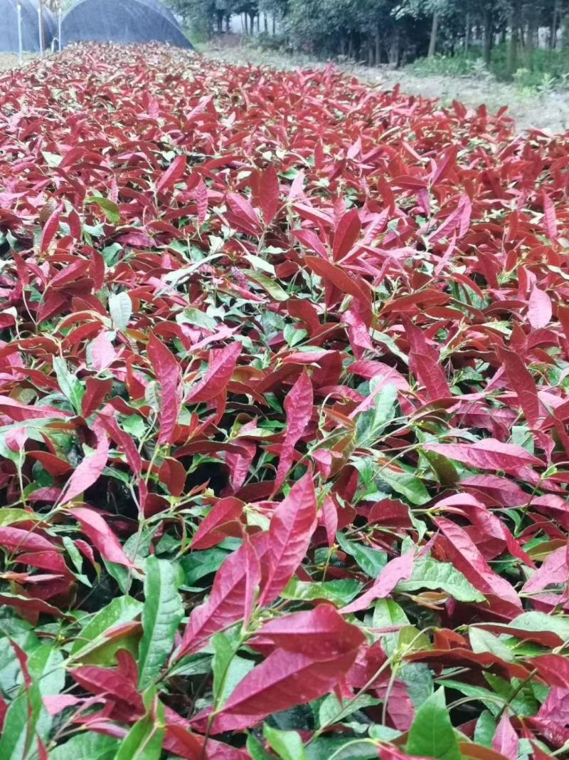 红背桂大小桂花规格齐全成都温江基地供应量大