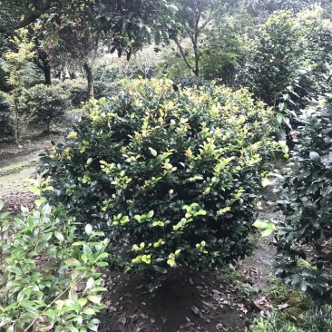 茶梅笼子茶梅球大小规格齐全成都基地供应温江