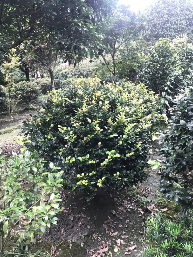 茶梅笼子茶梅球大小规格齐全成都基地供应温江