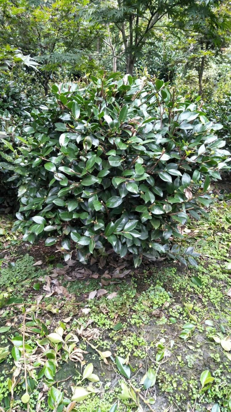 茶梅笼子茶梅球大小规格齐全成都基地供应温江