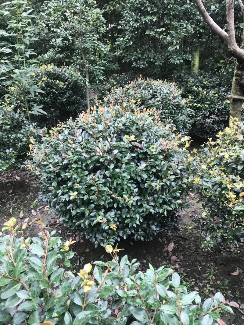 茶梅笼子茶梅球大小规格齐全成都基地供应温江
