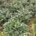 茶梅笼子茶梅球大小规格齐全成都基地供应温江