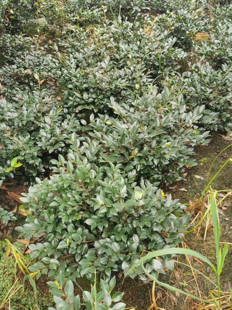 茶梅笼子茶梅球大小规格齐全成都基地供应温江