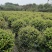 茶梅笼子茶梅球大小规格齐全成都基地供应温江