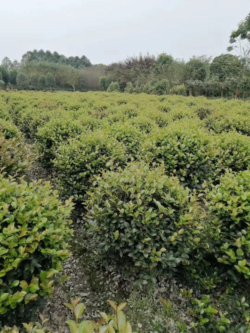 茶梅笼子茶梅球大小规格齐全成都基地供应温江