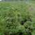 细叶美女樱花镜大小规格齐全成都温江基地供应