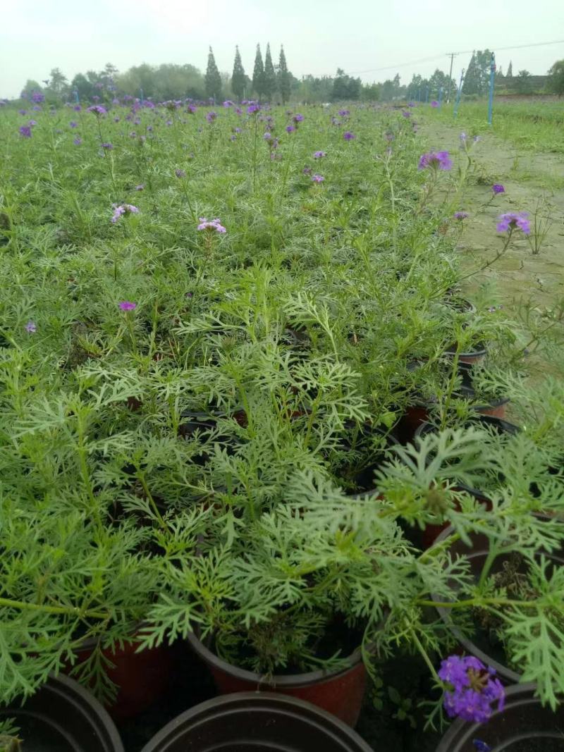 细叶美女樱花镜大小规格齐全成都温江基地供应