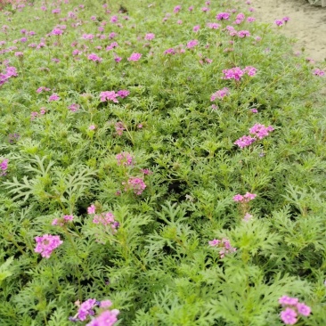 细叶美女樱花镜大小规格齐全成都温江基地供应