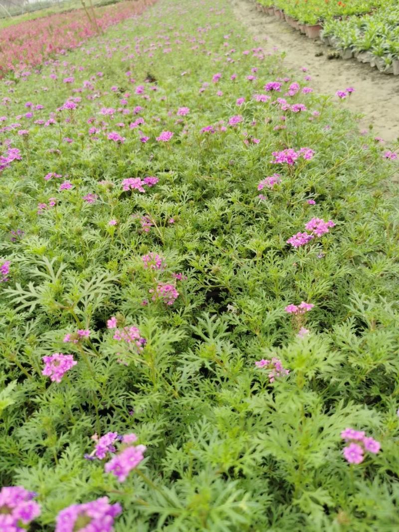 细叶美女樱花镜大小规格齐全成都温江基地供应